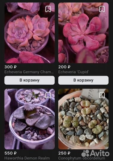 Суккуленты