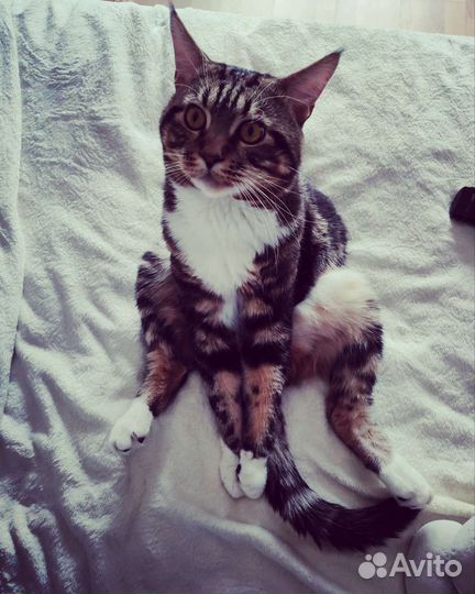 Случка кота