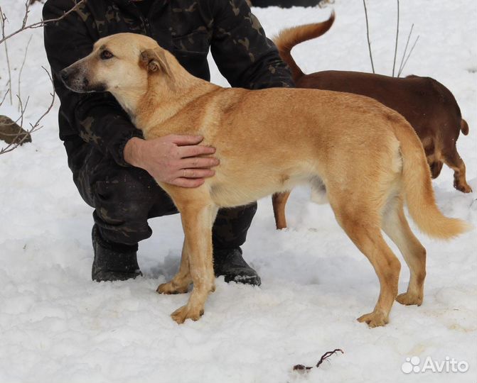 Собака