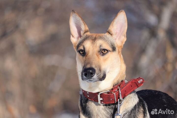 Собака в хорошие руки