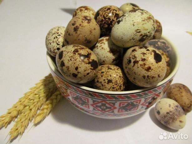 Яйцо перепелиное-молодняк
