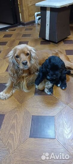 Кокер спаниель