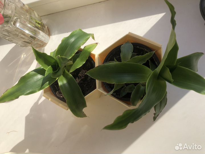 Растение золотой ус