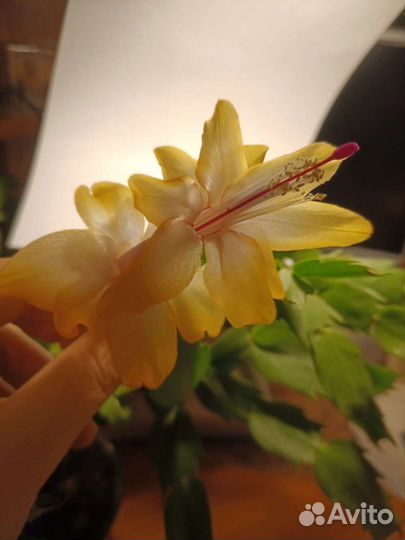 Декабрист шлюмбергера