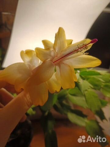 Декабрист шлюмбергера