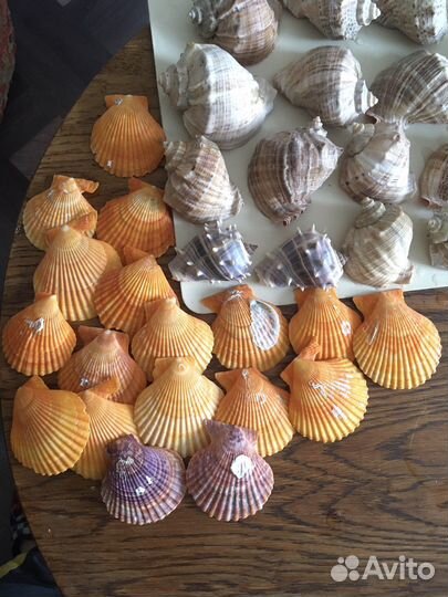 Морские ракушки раковины кораллы звезда минералы