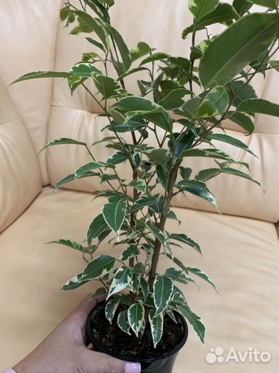 Фикус вариегатный