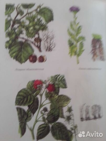 Популярный медицинский справочник