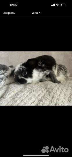 Минилоп карликовый вислоухий 1 месяц