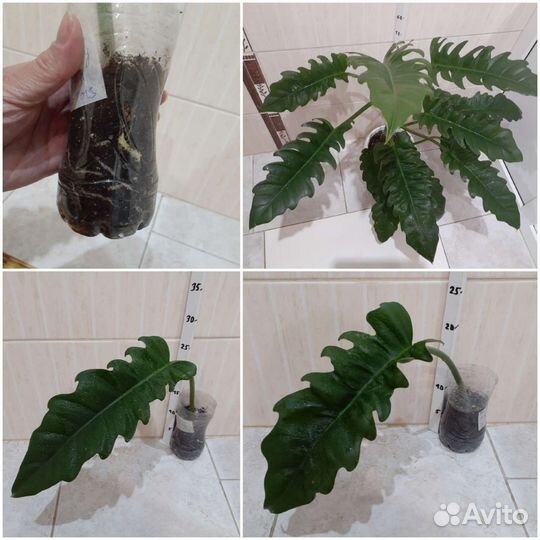 Эпипремнум, Филодендрон в ассортименте, Пеперомия