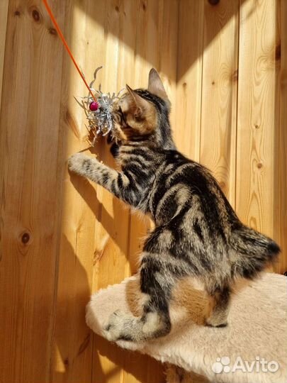 Котята Курильский бобтейл