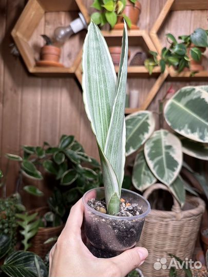 Сансевиерии сортовые
