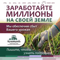 Готовый бизнес: выращивание чеснока. Франшиза, Еткуль