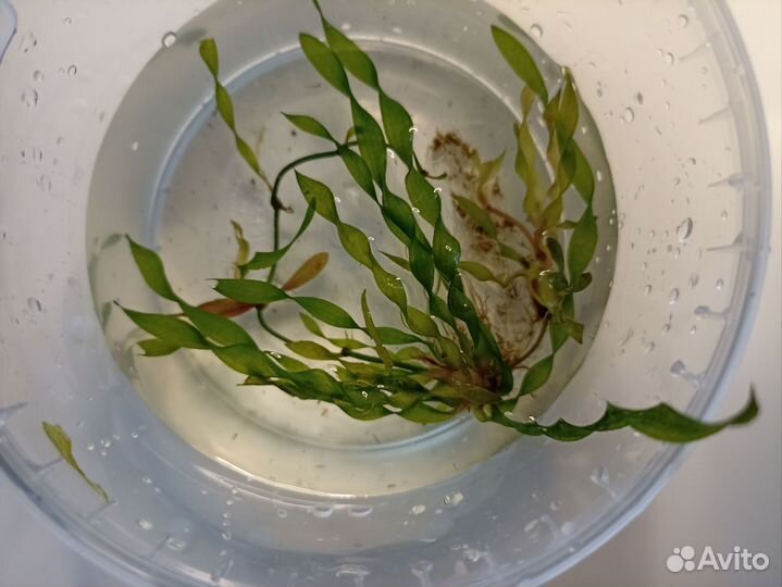 Растения для аквариума (прополка)