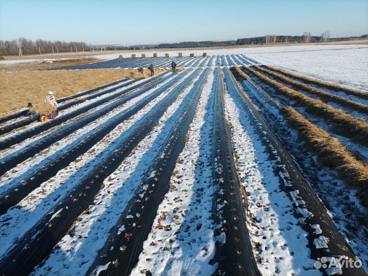 Рассада клубники (Оптом и в розницу) Предзаказ
