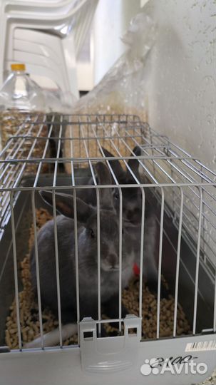 Кролики, клетка, корм