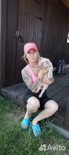 Поросята породы ландрас