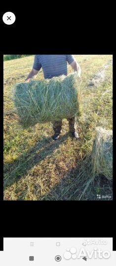 Сено в рулонах 2023