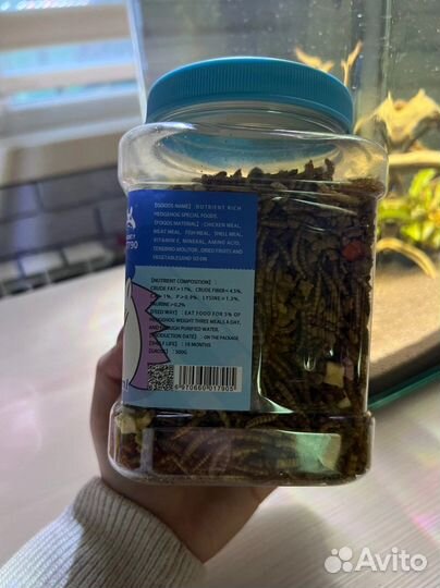 Африканский карликовый еж