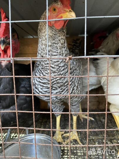 Куры петухи