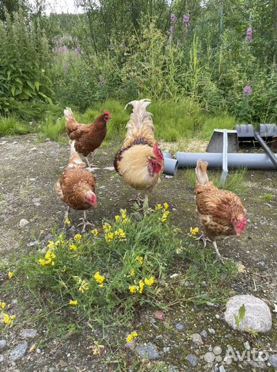 Домашние куриные яйца