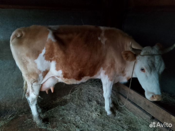 Корова молочная