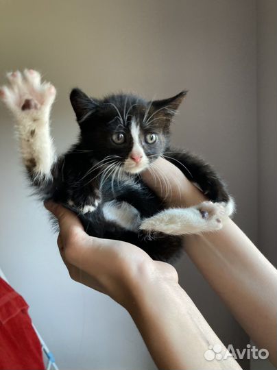 Котенок мальчик ищет дом