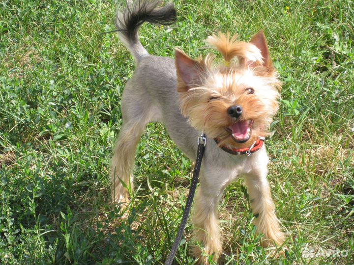 Передержка, выгул Вашего питомца 