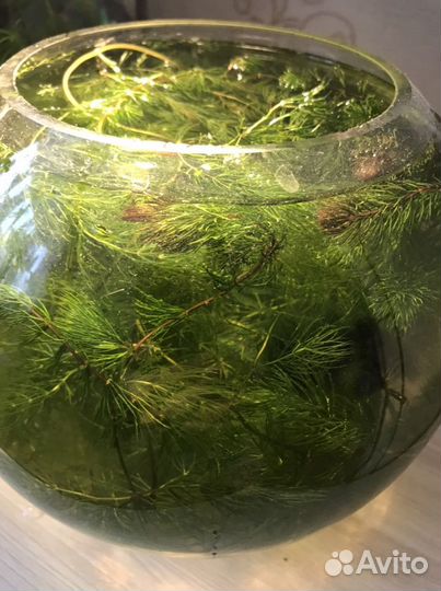 Аквариумные растения