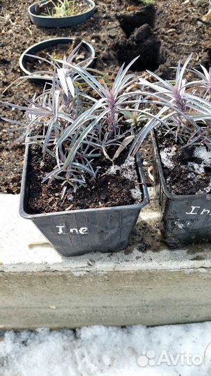 Гвоздика перистая Ine