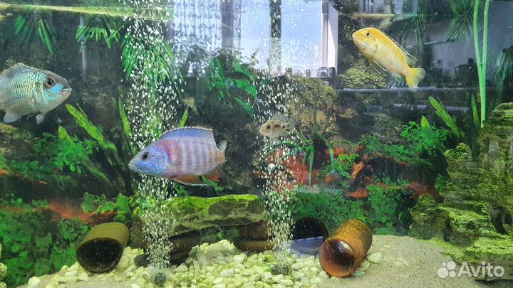 Цихлиды и сомы