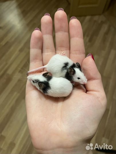 Японские карликовые мыши