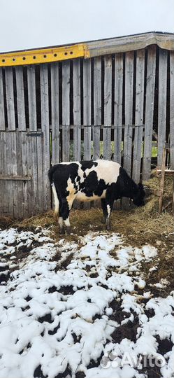 Телки стельные