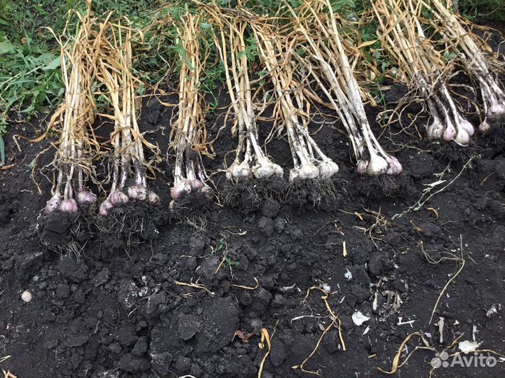 Продаю семейный чеснок для посадки