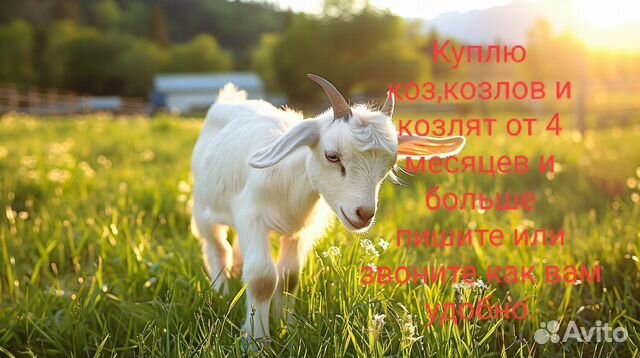 Козы