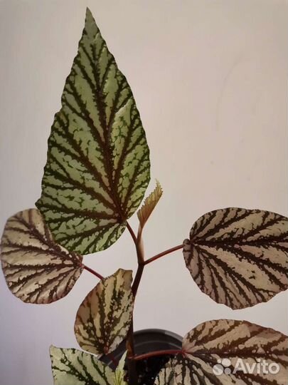 Бегония декоративно лиственная