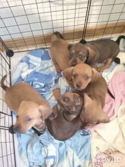 Щенки таксы