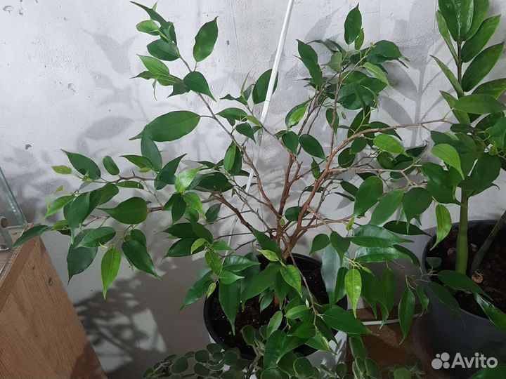 Продам цветы комнатные