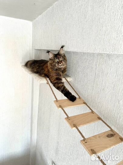 Настенный игоровой комплекс для кошек Новый