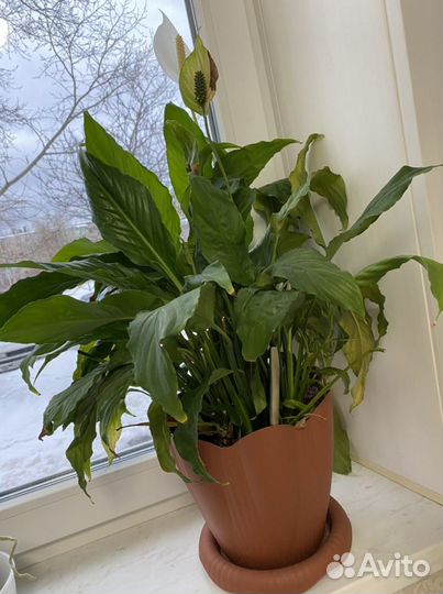 Спатифиллум