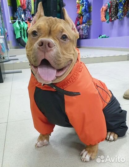 Одежда для больших собак