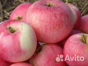 Яблочное повидло Паслёновое варенье Фиточай