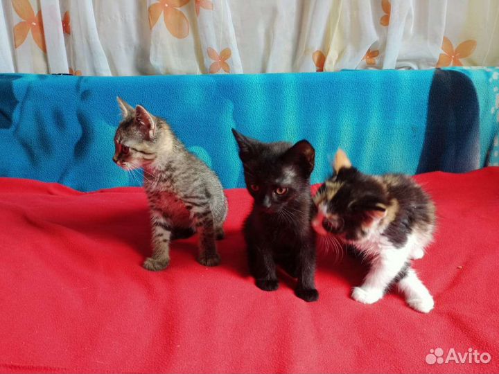 Котята в добрые руки
