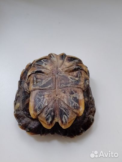 Пепельница из панциря черепахи