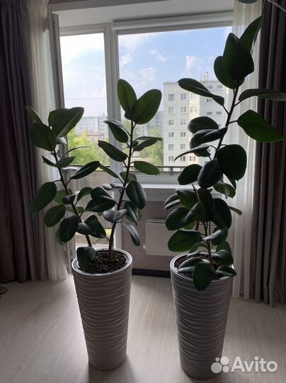 Фикус каучуконосный с кашпо