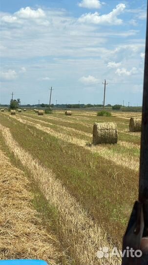 Сено солома