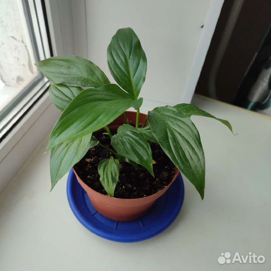 Спатифиллум