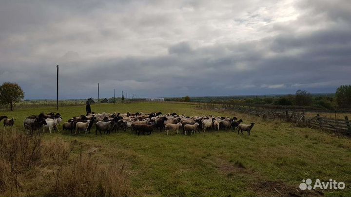 Овцы бараны оптом