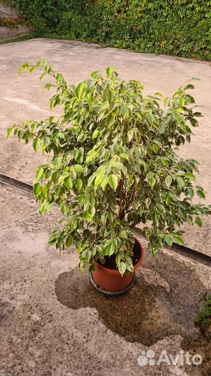 Фикус бенджамина пестролистный