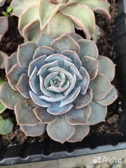 Суккуленты ч. 4